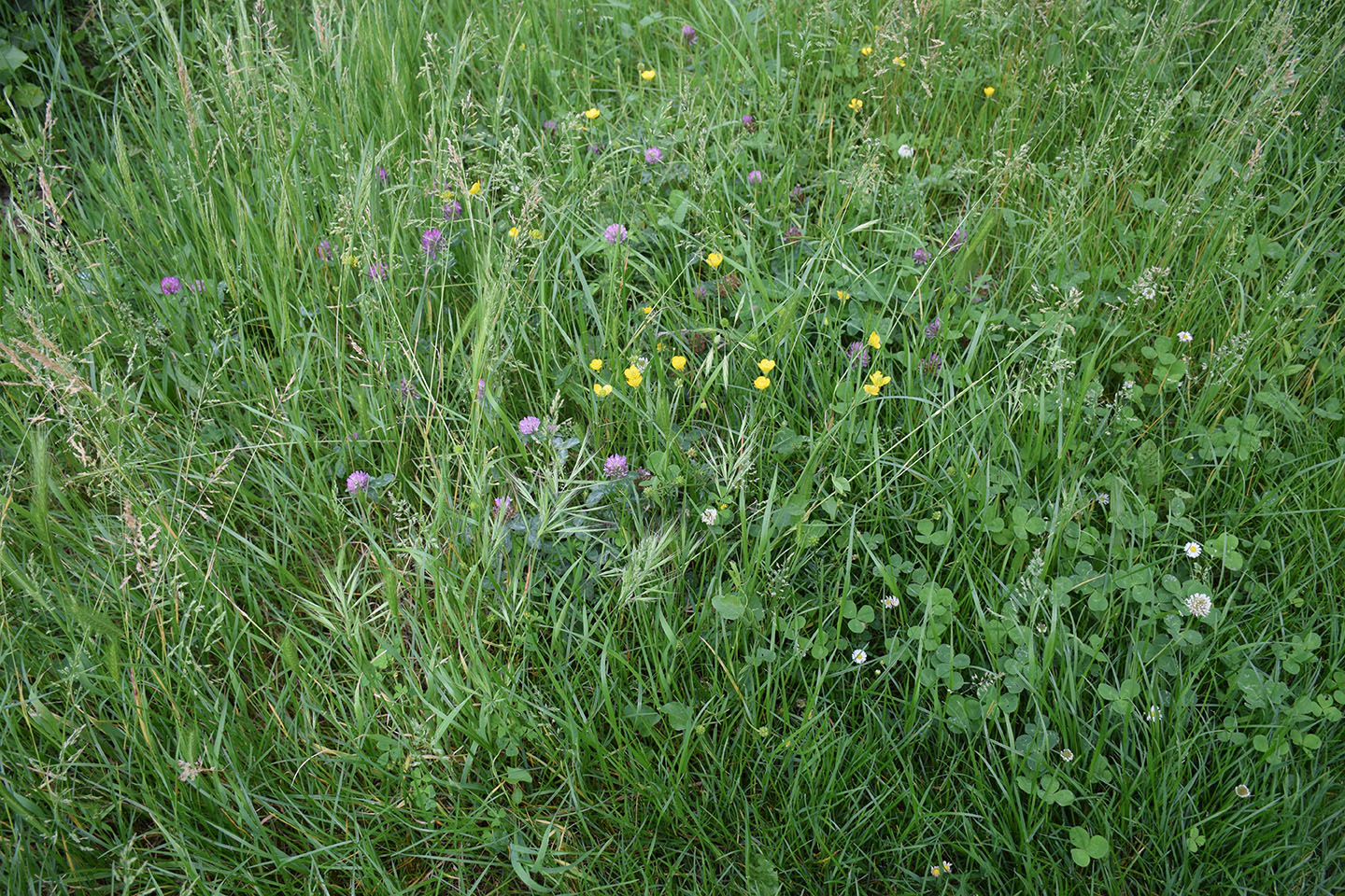 plantes au pied des immeubles en ville