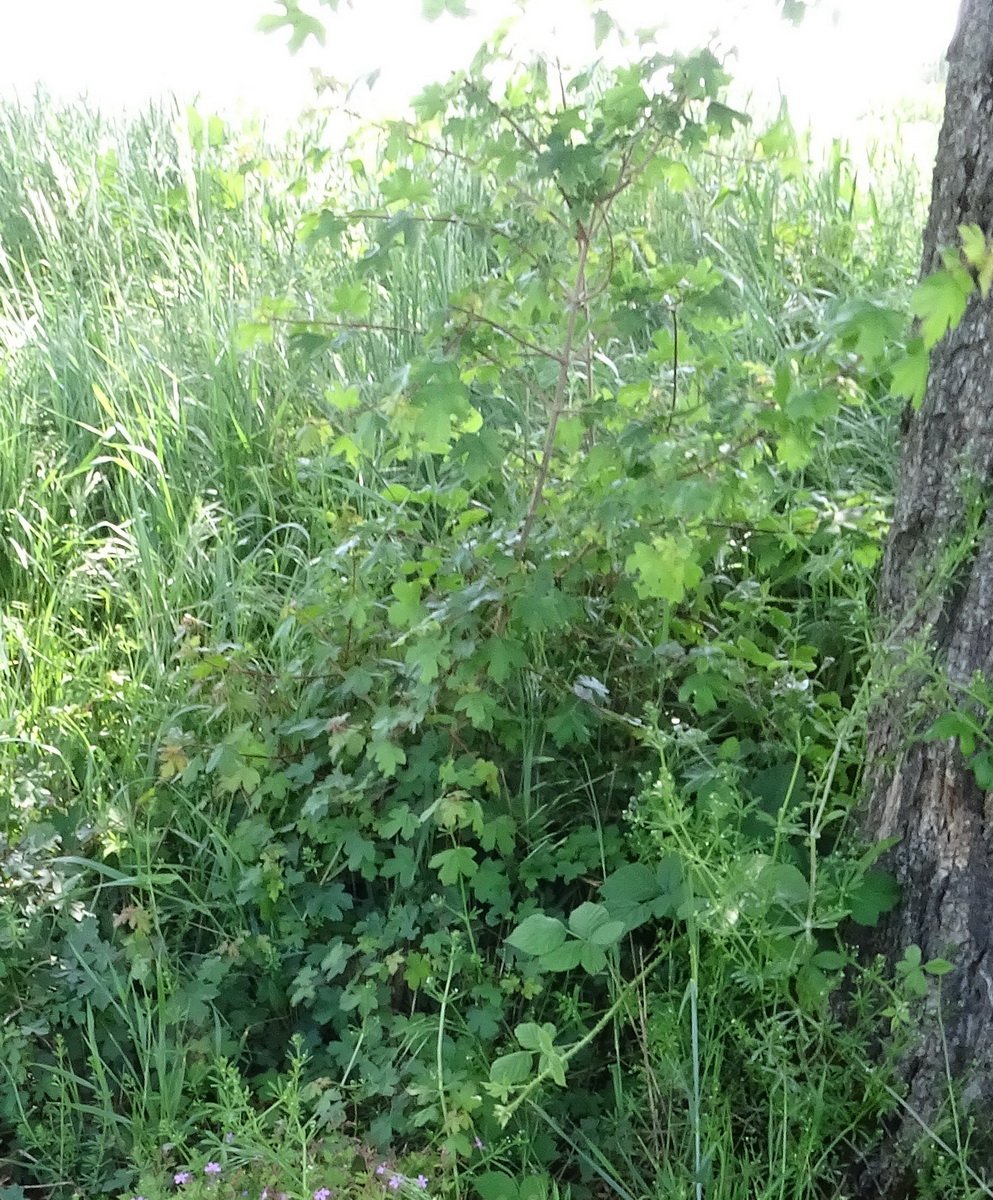 Erable champêtre et ronce