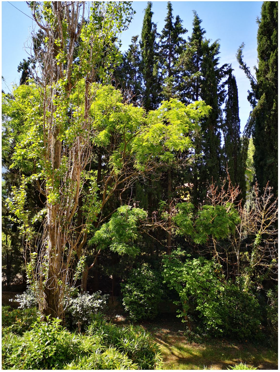 Biodiversité végétale