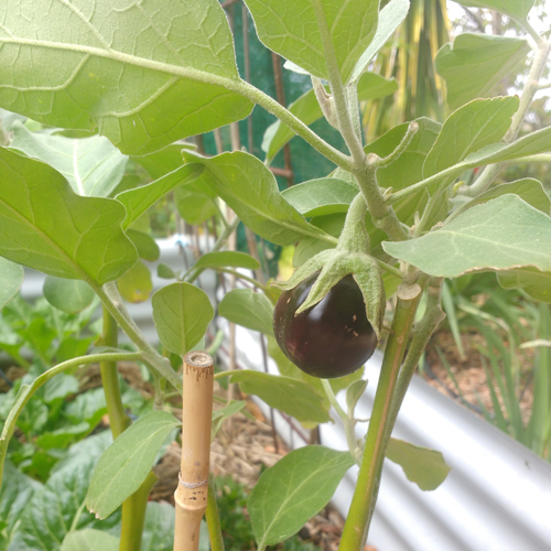 Annexe aubergine.jpg