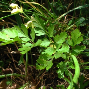 Annexe Coriandre.jpg