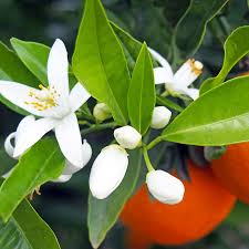 Annexe fleur oranger.jpg