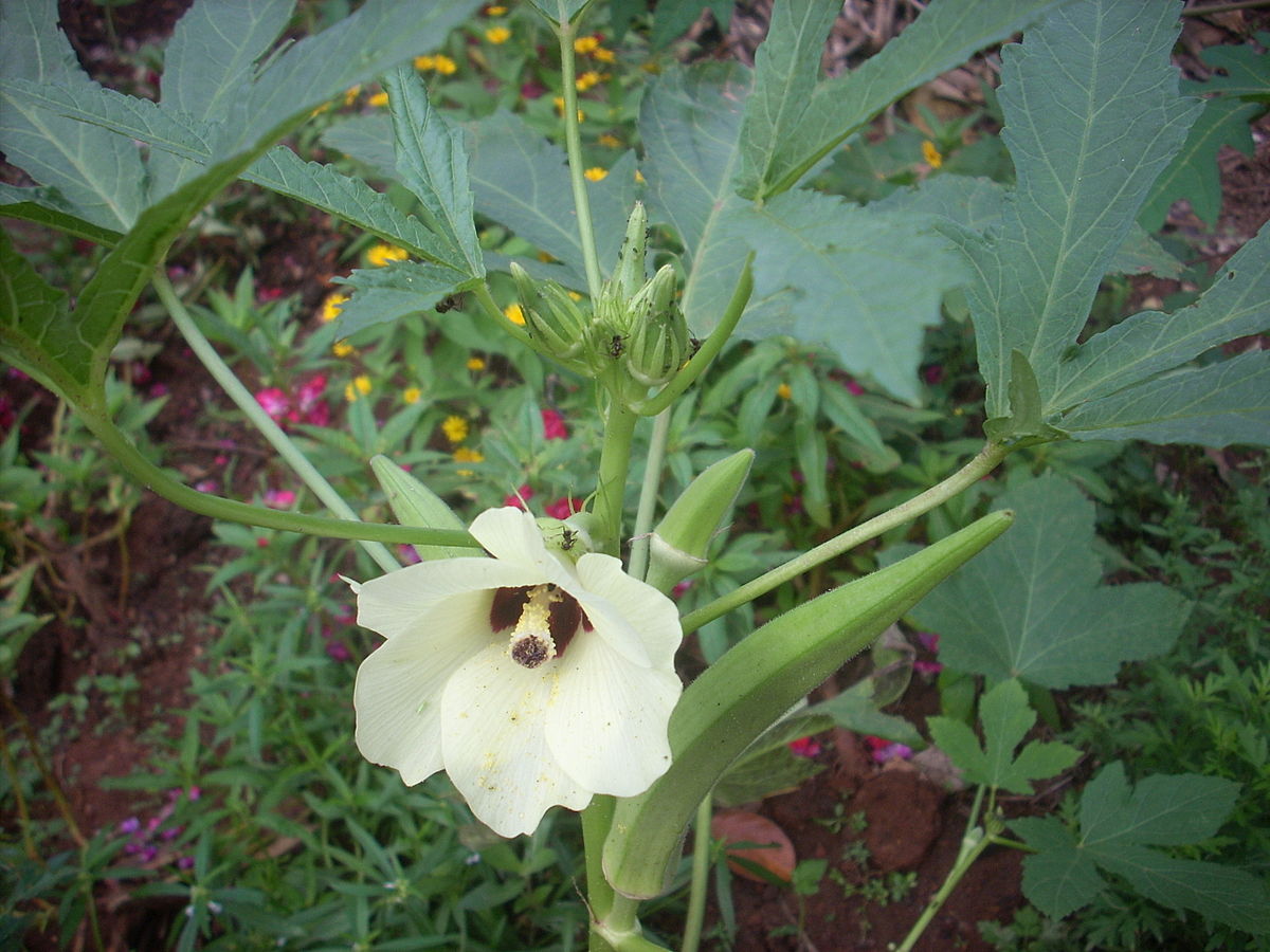 Annexe Okra_flower.JPG