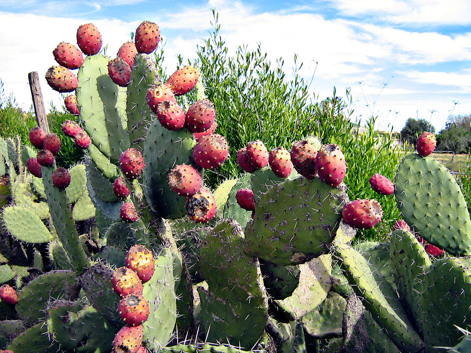 Annexe 960px-Indian_Fig_-_Opuntia_ficus-indica.jpg