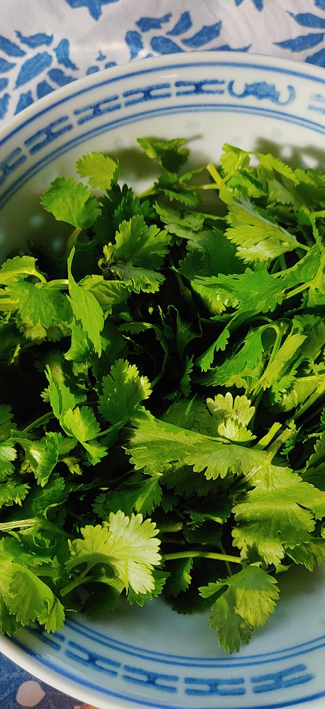 Annexe Coriandre.jpg