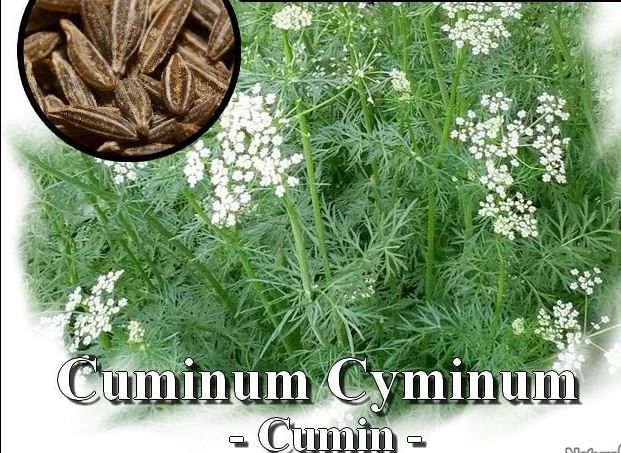 Annexe Cuminum cyminum-Cumin.JPG