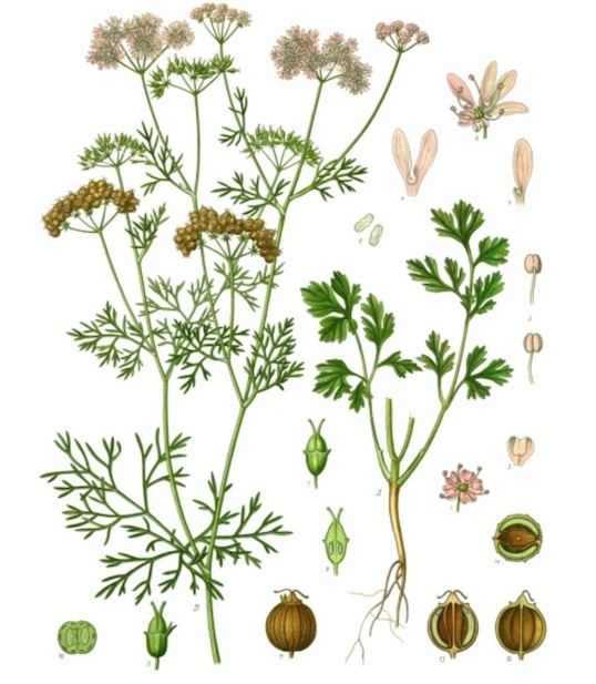 Annexe Planche_Botanique__Coriandre.png