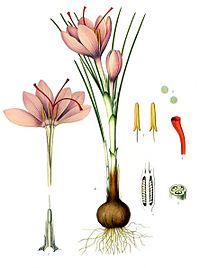 Annexe Crocus_sativus_-_Köhler–s_Medizinal-Pflanzen-194.jpg