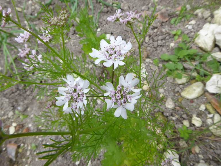 Annexe coriandre-20160516-Pichotte-2-reduit.jpg