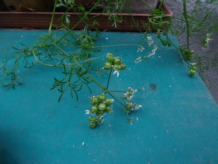 Annexe coriandre-20180605-51kleber-10-reduit.jpg