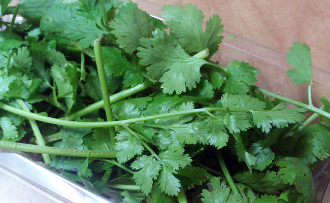 Annexe coriandre-170150.jpg