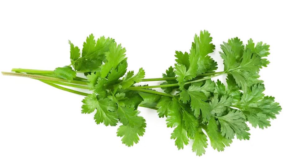 Annexe Coriandre (Apiacée).JPG