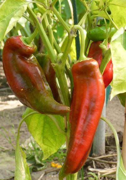 Annexe Paprika (Solanaceae).JPG