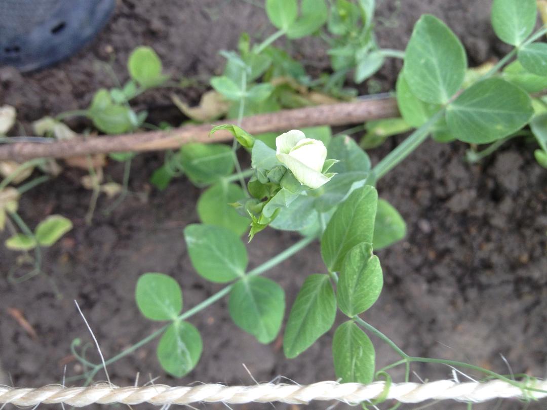 Annexe poisjuin2014A.jpg