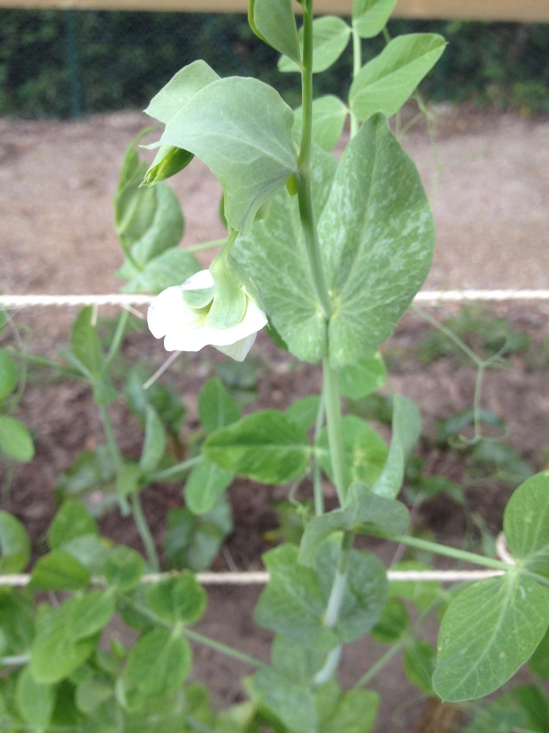 Annexe poisjuin2014C.jpg