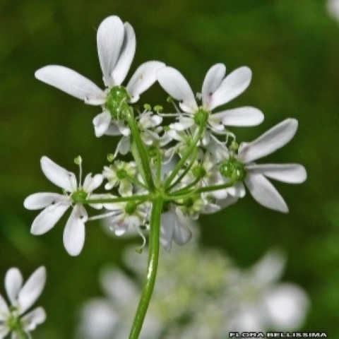 Annexe coriandre.jpg