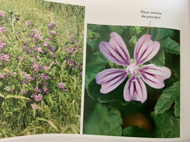 Annexe 3ED54DE5-D79F-4C32-B76B-060EE067B72C.jpeg