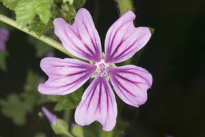 Annexe mauve-fleur.jpg