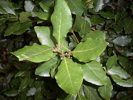 Annexe 440px-Laurier_sauce.jpg