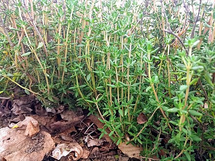 Annexe 440px-Thym_français.jpg