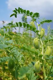 Annexe pois chiche.jpg