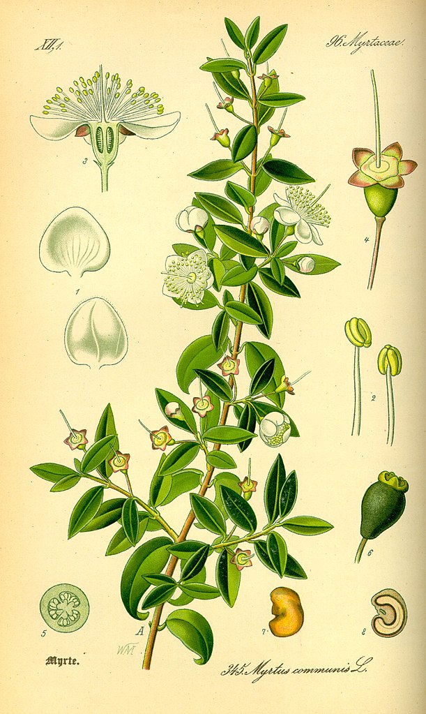 Annexe Illustration Myrtus communis0.jpg