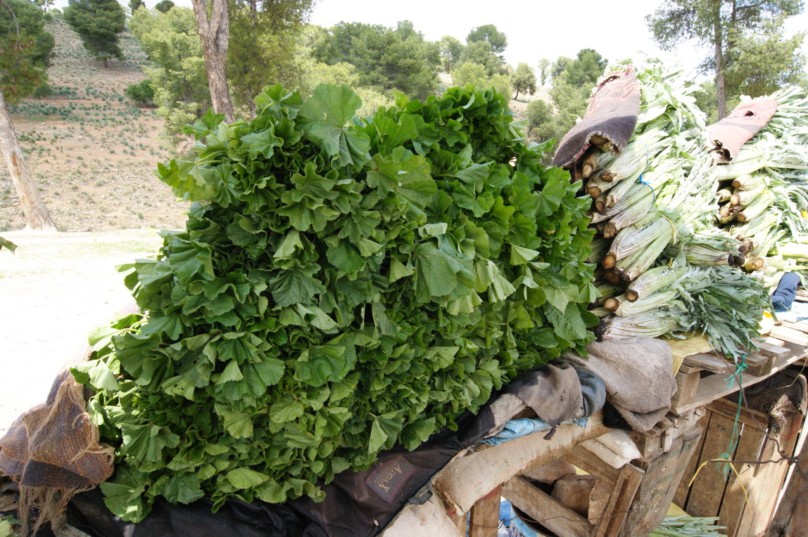 Annexe Vendeurs route Meknès-Khémisset 07_redimensionner.JPG