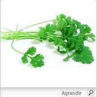 Annexe coriandre.jpg