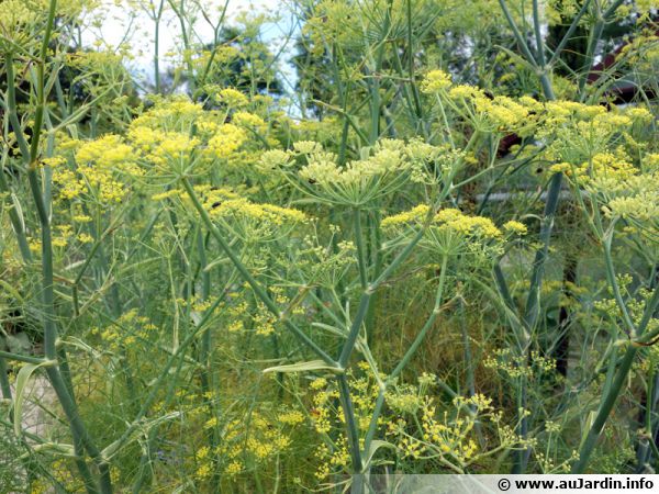 Foeniculum vulgare