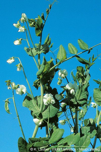 Petits pois (Pisum sativum subsp. sativum)