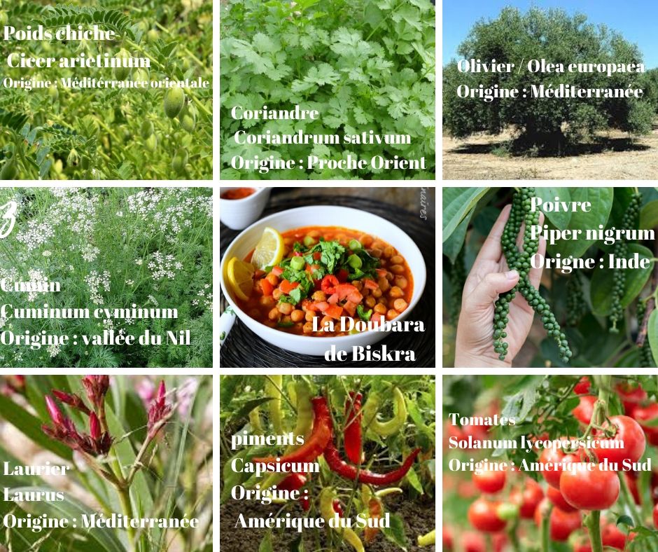 plantes et légumes nécessaires pour faire la Doubara de Biskra, une soupe de pois chiche algérienne