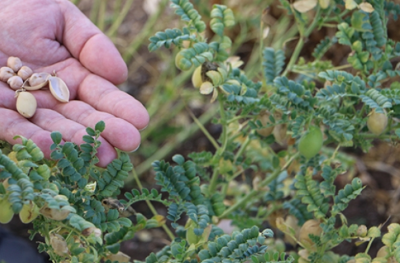 Cueillette de pois chiche