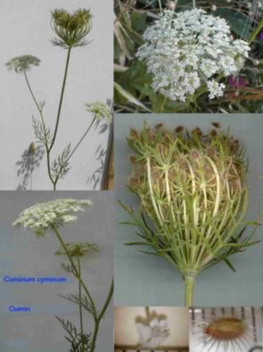 Cumin