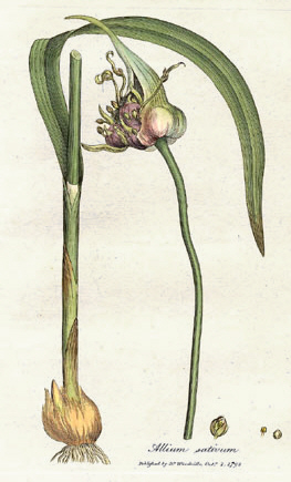 dessin botanique d'alium sativum