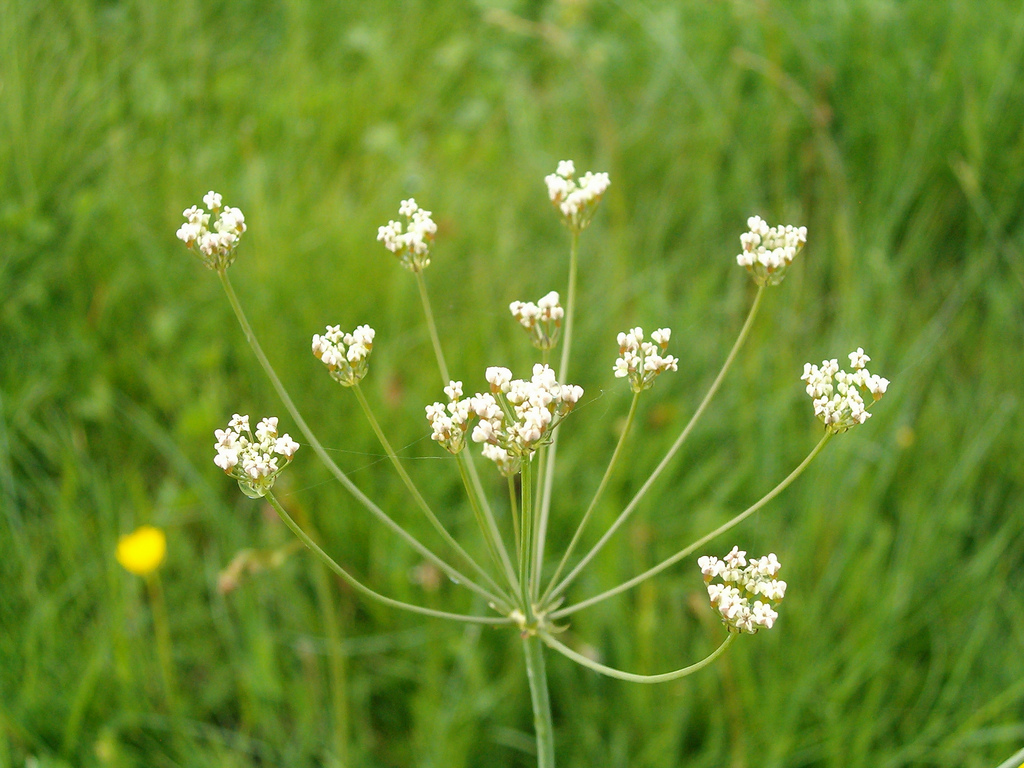 une ombrelle de petites fleurs blanches de carvi
