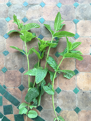 jeunes menthes au printemps