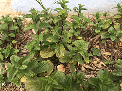 jeunes menthes au printemps