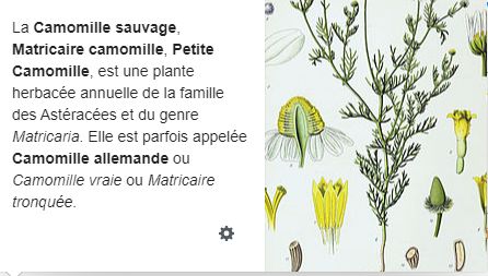 Wiki chamomilla pubescens