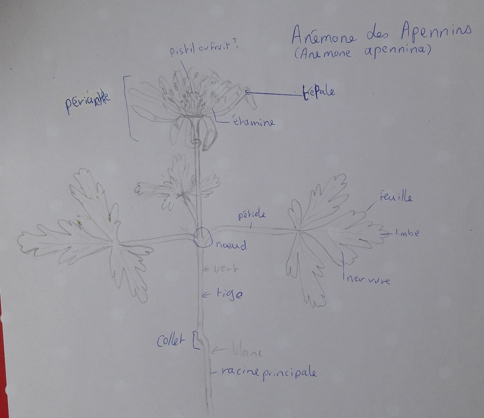 Annexe Anémone des apennins.jpg