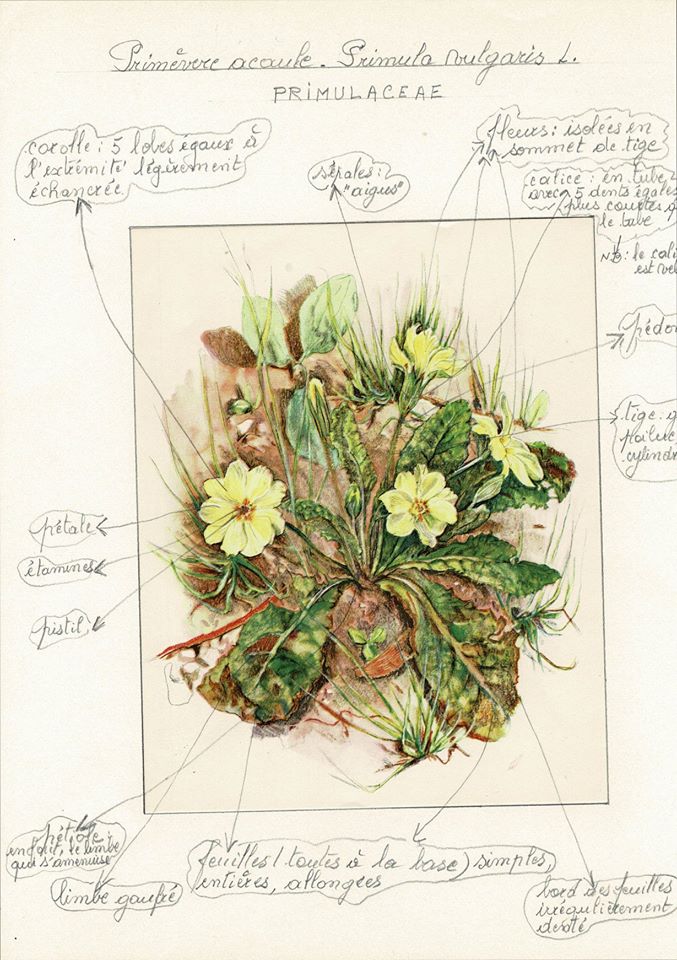 Annexe Primula vulgaris.jpg