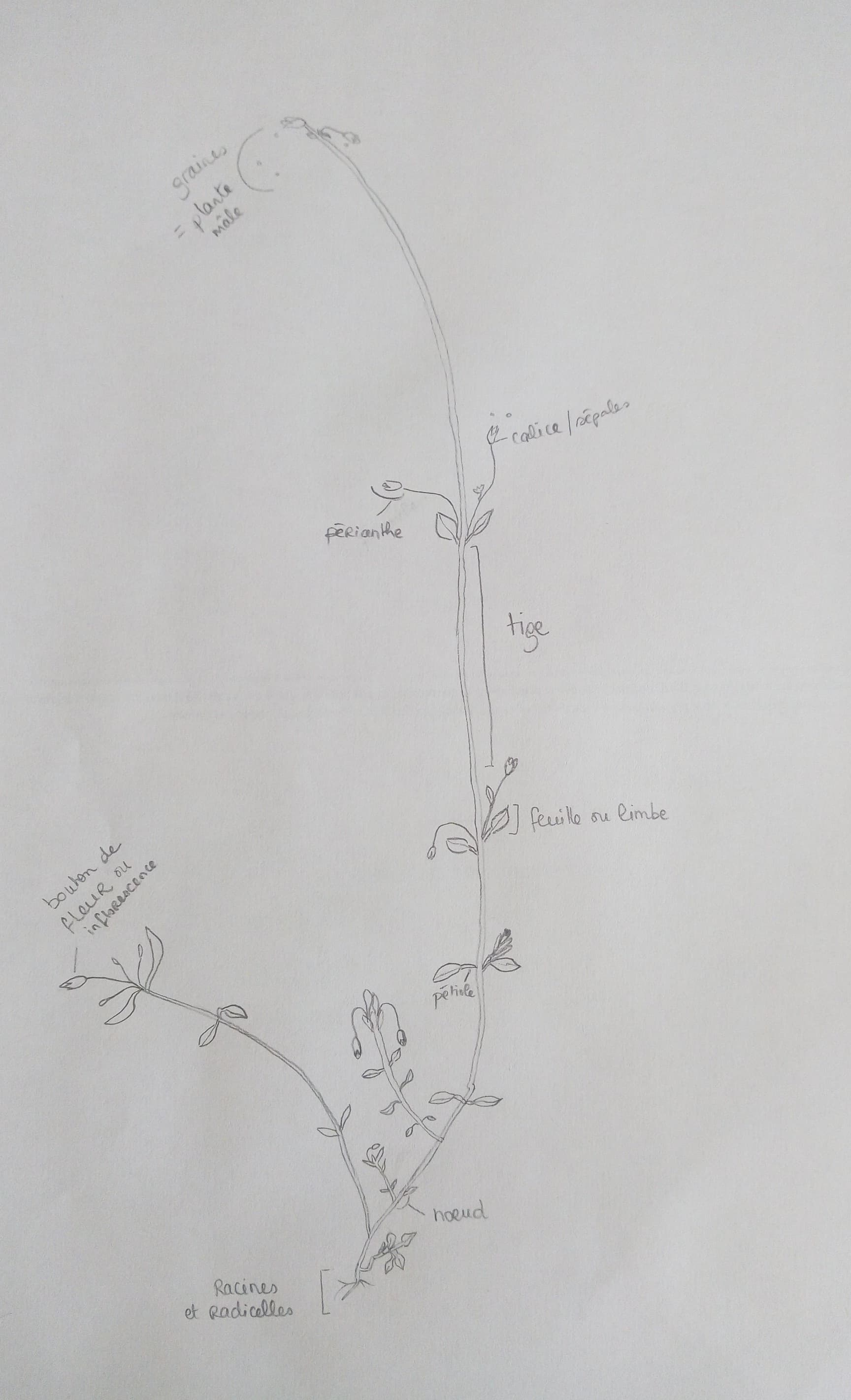 Annexe Dessin de plante à fleur 1 détaillé.jpg