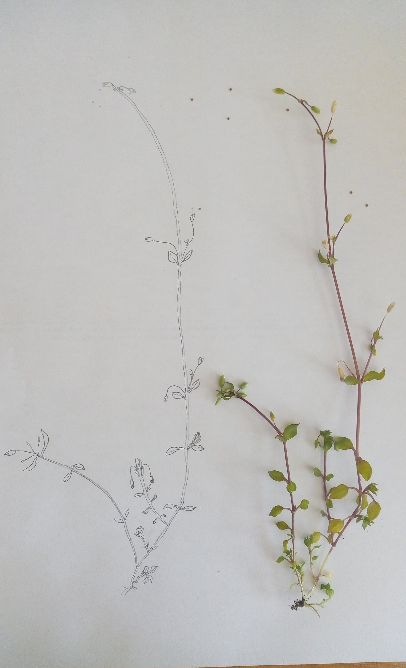 Annexe Dessin plante à fleur 1.jpg