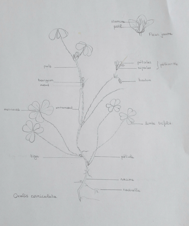 Annexe 20200402_154815.jpg