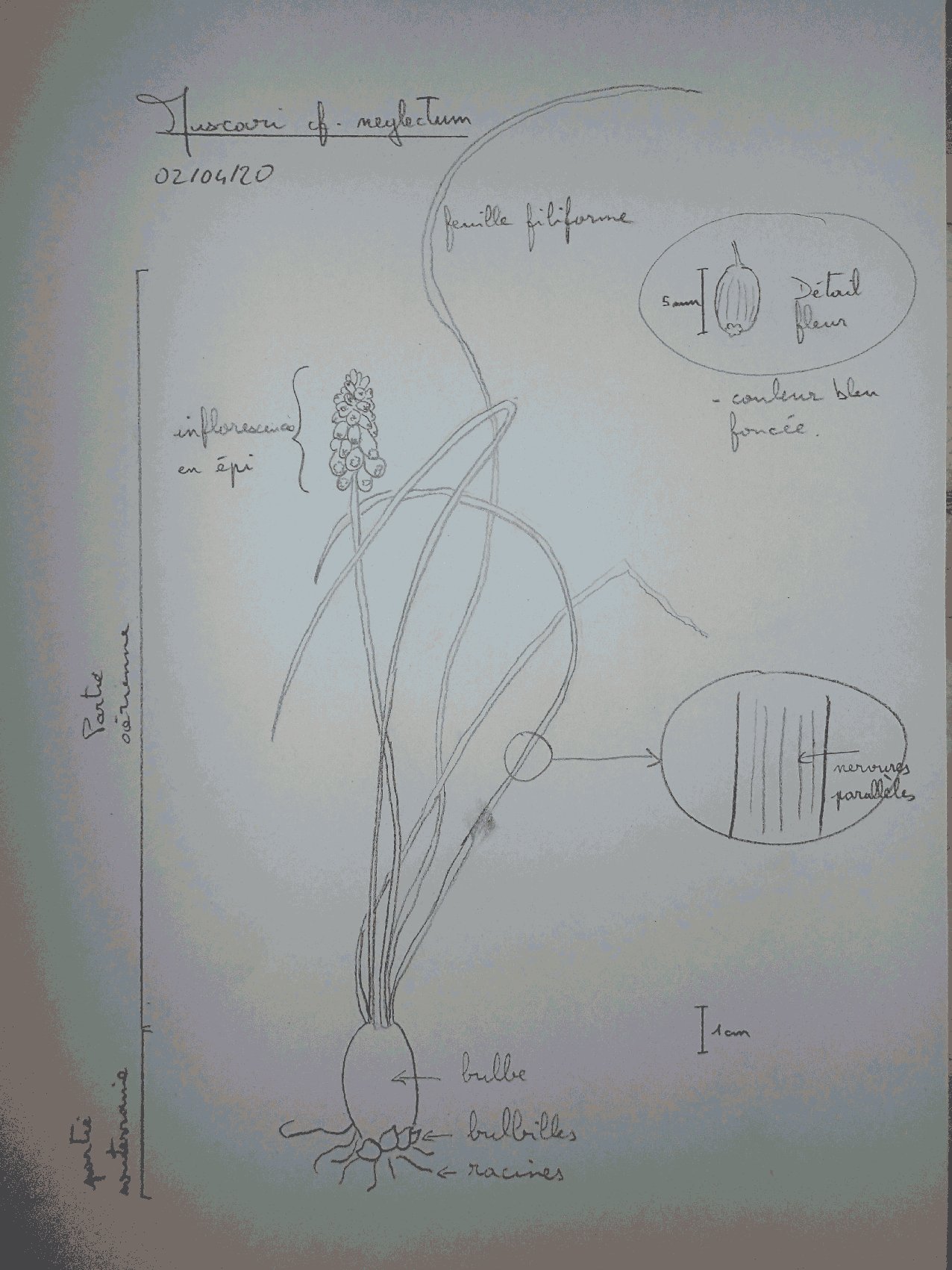 Annexe Muscari cf. neglectum.jpg