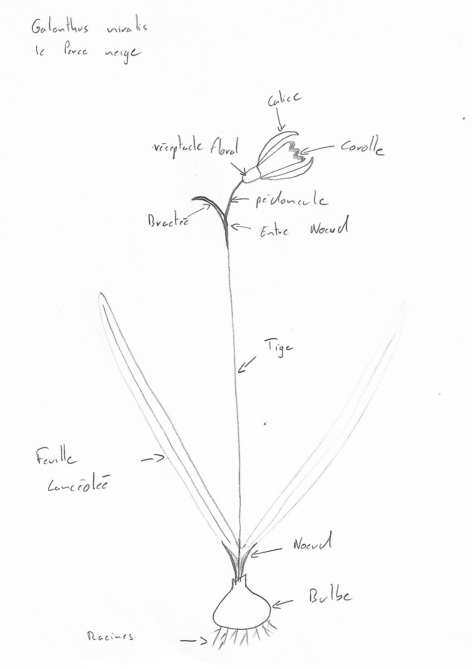 Annexe Déssin fleurs.jpg