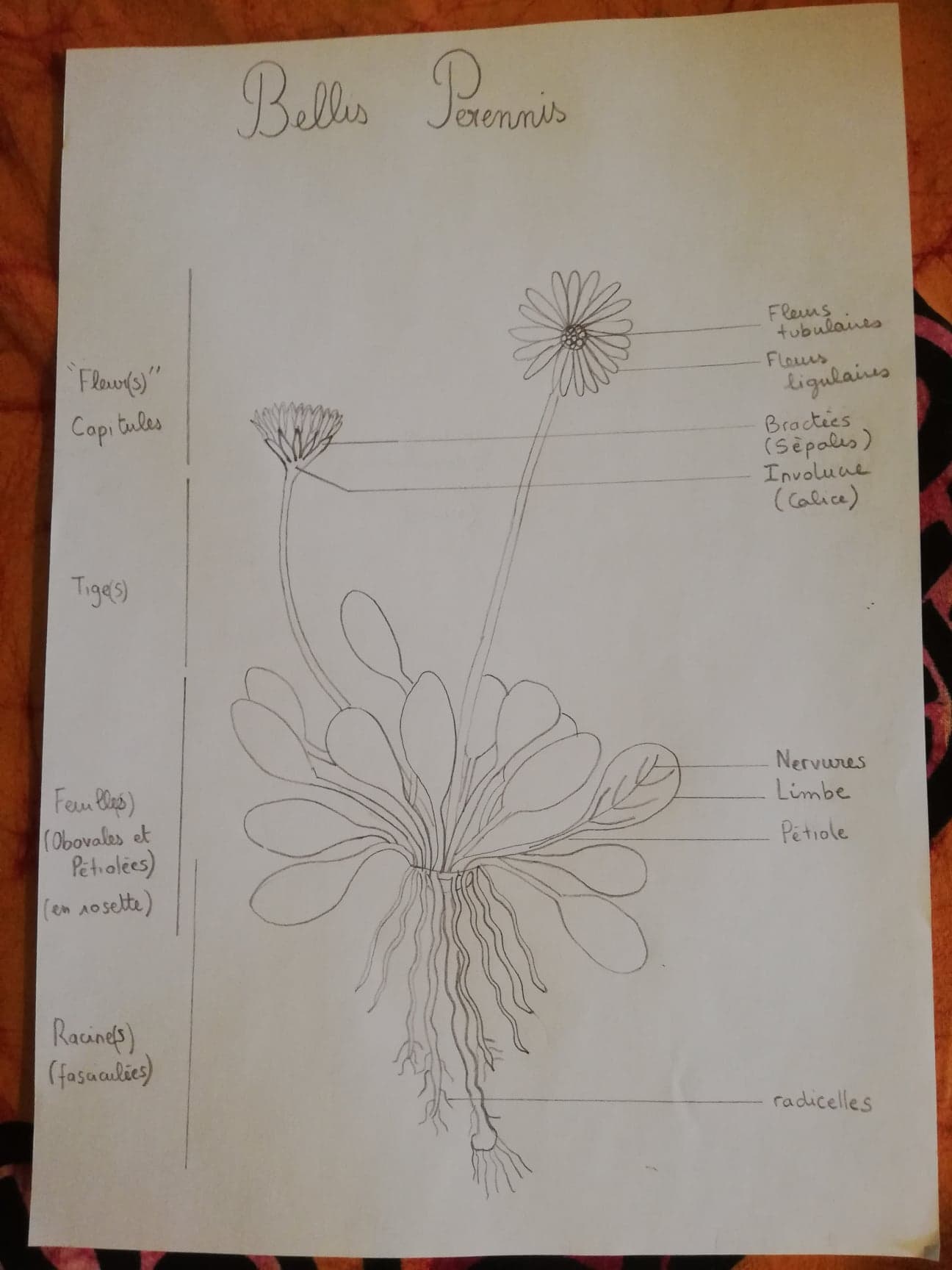 Annexe Schéma Bellis Perennis.jpg