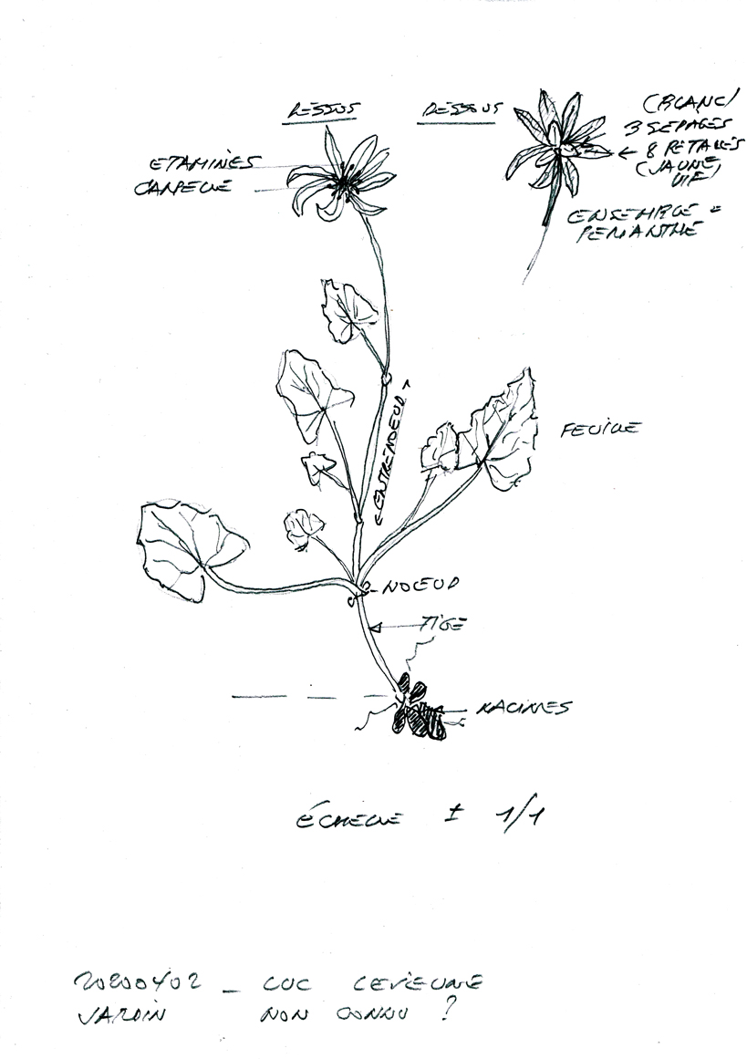 Annexe 20200402_tela notanica croquis fleur jardin non connue020420 copie.jpg