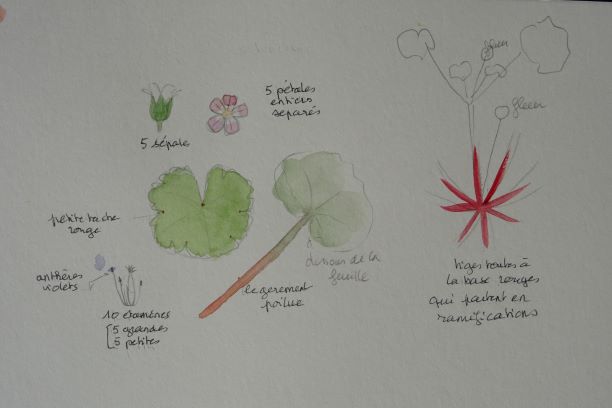 Annexe Géranium -.JPG