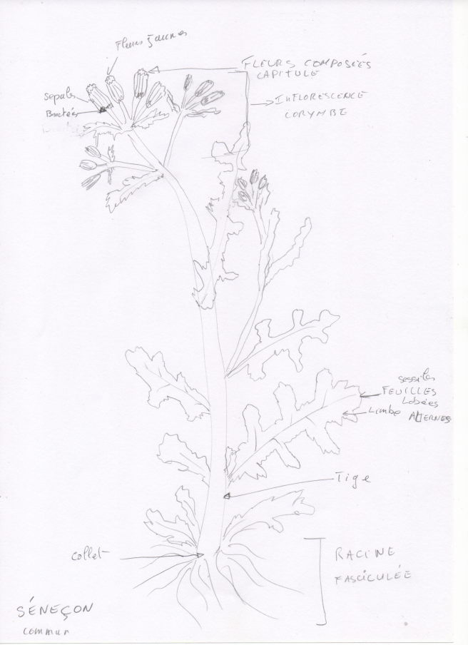 Annexe dessin senecon_v1.jpg