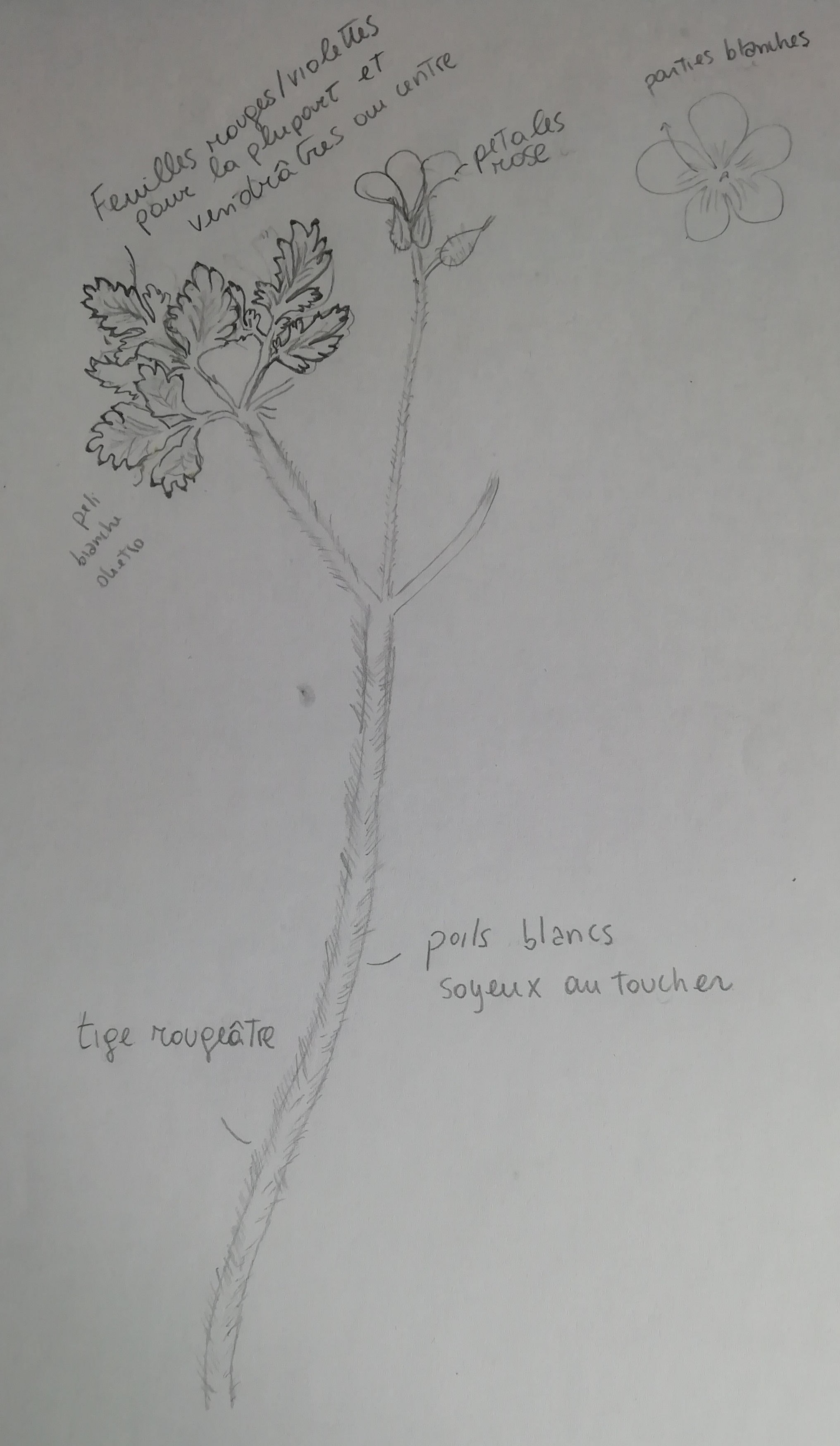 Annexe IMG_20200402_175657.jpg